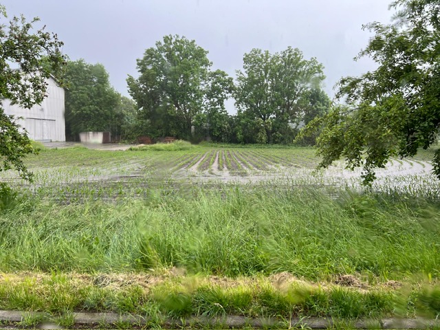 Postfeld Heimgarten Maisfeld neben BP98